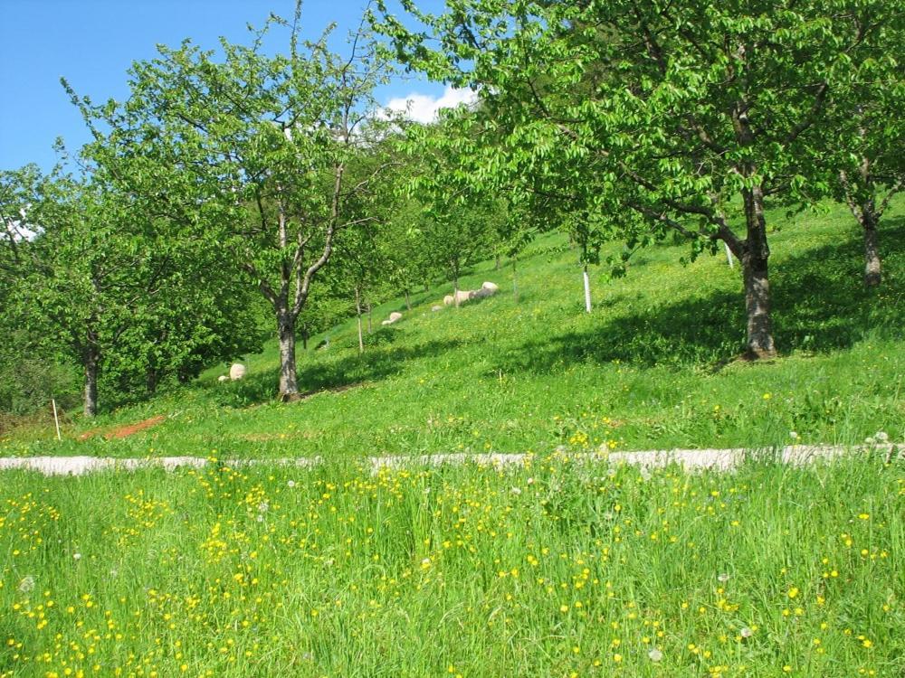 Ferienhof Fischer Seebach Εξωτερικό φωτογραφία
